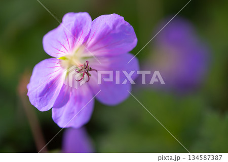 自然光に照らされるフウロソウの花 マクロ表現 134587387