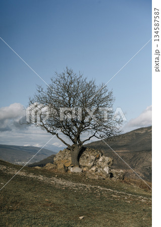 Solitary Leafless Tree on a Rocky Hill under Blue Sky 134587587