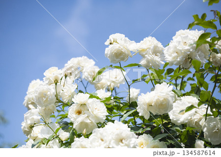 白薔薇 白薔薇 134587614