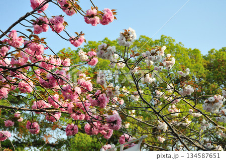 明徳寺川の桜並木 明徳寺川の桜並木 134587651