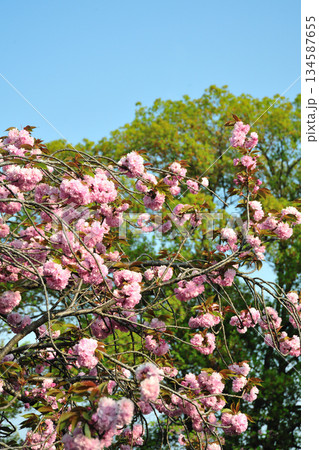 明徳寺川の桜並木 明徳寺川の桜並木 134587655