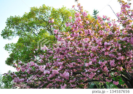 明徳寺川の桜並木 134587656