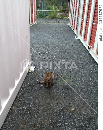 A cat pleading for something 134587670
