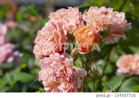 オレンジの薔薇 オレンジの薔薇 134587718