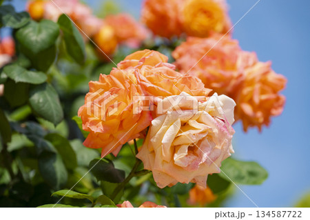 オレンジの薔薇 134587722