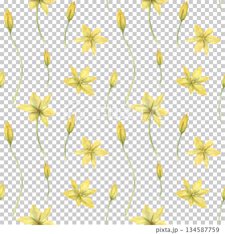 Wild yellow tulips watercolor seamless pattern on isolated background. Hand painted bright spring primrose illustration. Floral ornate for textile printing, wallpaper, festive packaging. Wild yellow tulips watercolor seamless pattern on isolated background. Hand painted bright spring primrose illustration. Floral ornate for textile printing, wallpaper, festive packaging. 134587759