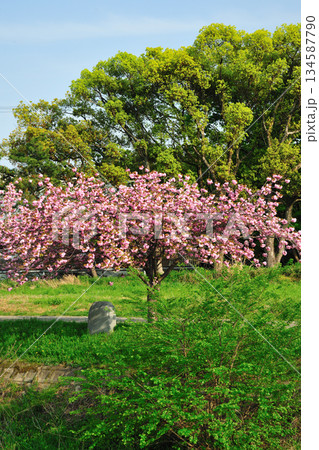 明徳寺川の桜並木 明徳寺川の桜並木 134587790
