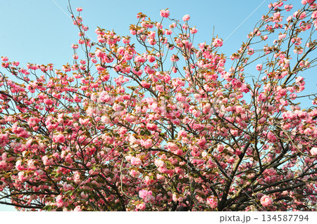 明徳寺川の桜並木 134587794