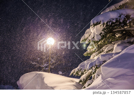 雪が積もったもみの木と街灯 雪が積もったもみの木と街灯 134587857