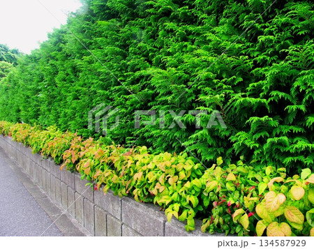 初夏のオタフクナンテンのある生垣風景 134587929