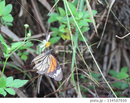 白い花にとまる蝶のスジグロカバマダラ 白い花にとまる蝶のスジグロカバマダラ 134587930
