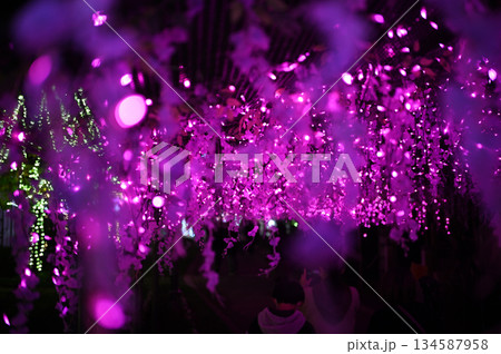 フローランテ宮崎のイルミネーション フローランテ宮崎のイルミネーション 134587958