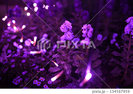 フローランテ宮崎のイルミネーション 134587959
