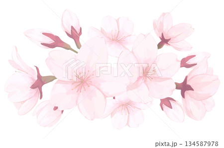 桜_手描きイラスト_花と蕾あしらい 桜_手描きイラスト_花と蕾あしらい 134587978