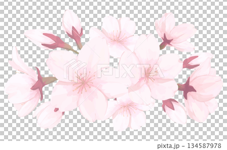 桜_手描きイラスト_花と蕾あしらい 桜_手描きイラスト_花と蕾あしらい 134587978