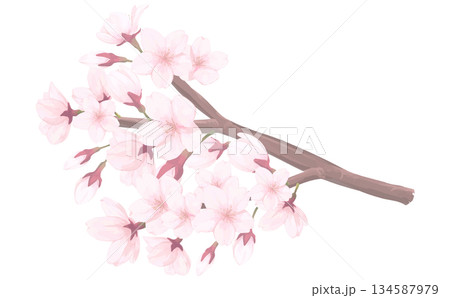 桜_手描きイラスト_枝付きの花 134587979