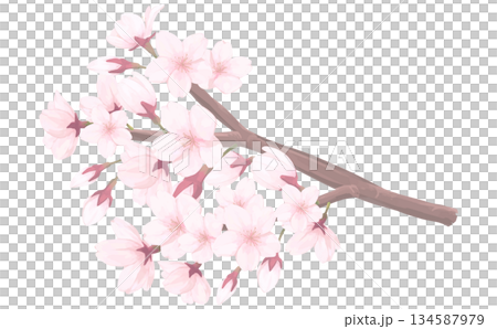 桜_手描きイラスト_枝付きの花 134587979