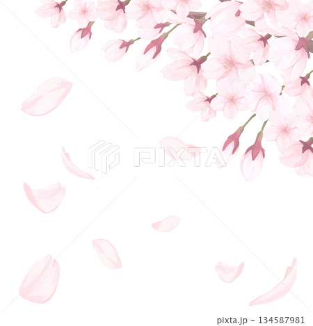 桜_手描きイラスト_満開の桜と舞い散る花びら 134587981