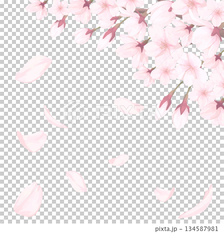 桜_手描きイラスト_満開の桜と舞い散る花びら 134587981