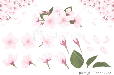 桜_手描きイラストセット 134587982