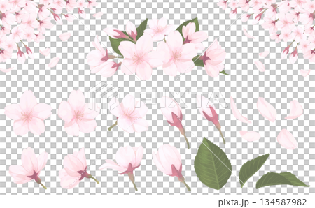 桜_手描きイラストセット 134587982
