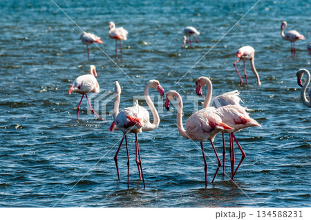 Flamingos near Walvis Bay 134588231