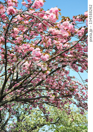 明徳寺川の桜並木 明徳寺川の桜並木 134588262
