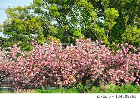明徳寺川の桜並木 明徳寺川の桜並木 134588263