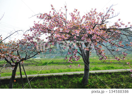 明徳寺川の桜並木 明徳寺川の桜並木 134588386
