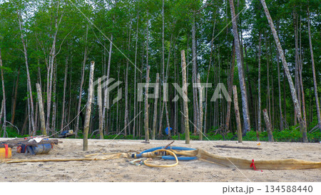 Mangrove Forest with Wooden Poles and Sandy Ground in Tropical Wetland 134588440