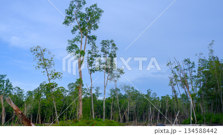 Sandy Mangrove Area with Cut Tree Trunks in Tropical Wetland Sandy Mangrove Area with Cut Tree Trunks in Tropical Wetland 134588442