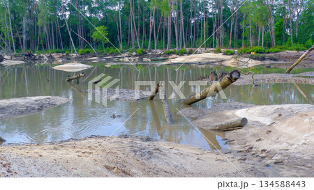 Mangrove River with Fallen Trees and Muddy Sandbanks 134588443