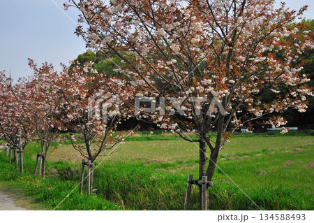 明徳寺川の桜並木 134588493