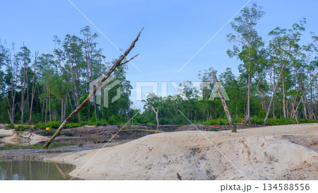 Sandy Mangrove Wetland with Cut Tree Trunks and Tropical Forest Landscape Sandy Mangrove Wetland with Cut Tree Trunks and Tropical Forest Landscape 134588556