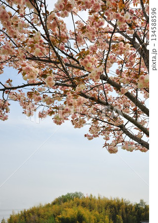 明徳寺川の桜並木 明徳寺川の桜並木 134588596