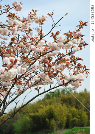 明徳寺川の桜並木 明徳寺川の桜並木 134588598