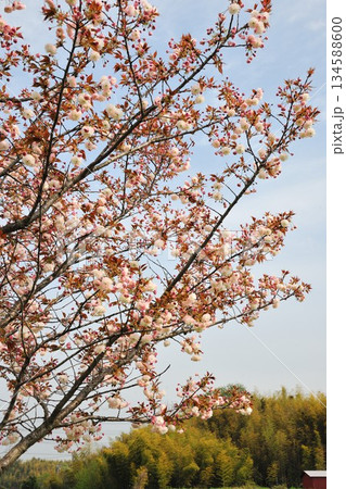 明徳寺川の桜並木 134588600