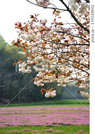 明徳寺川の桜並木 134588602