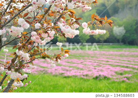明徳寺川の桜並木 134588603