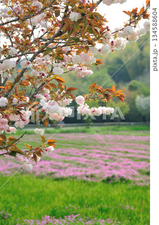 明徳寺川の桜並木 134588604