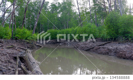 Sandy Mangrove Clearing with Wooden Stakes in Tropical Wetland Sandy Mangrove Clearing with Wooden Stakes in Tropical Wetland 134588888