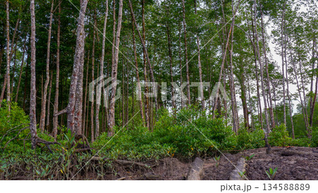 Tall Mangrove Trees in Tropical Wetland Under Clear Blue Sky 134588889