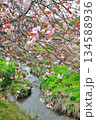 明徳寺川の桜並木 134588936