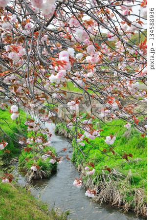 明徳寺川の桜並木 134588936