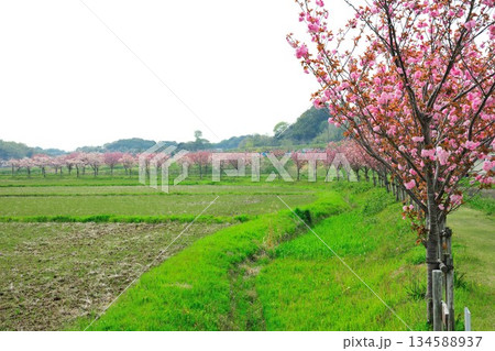 明徳寺川の桜並木 134588937