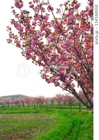 明徳寺川の桜並木 134588938