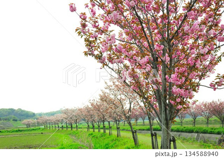 明徳寺川の桜並木 明徳寺川の桜並木 134588940