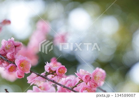 背景に玉ボケを入れたピンクの梅の花 背景に玉ボケを入れたピンクの梅の花 134589007