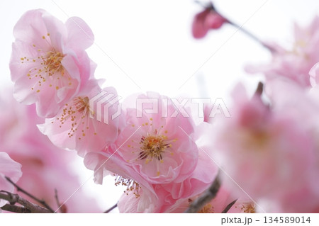 八重咲きの梅の花 八重咲きの梅の花 134589014