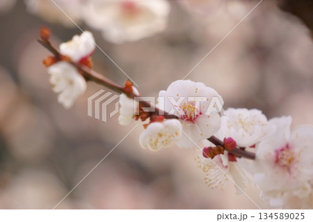 玉ボケを背景に入れた白い梅の花 玉ボケを背景に入れた白い梅の花 134589025